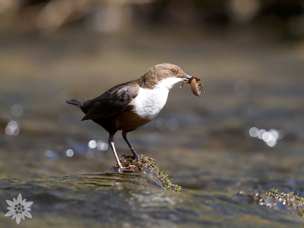 Wasseramsel